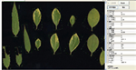植物葉面積分析儀系統(tǒng)， 野外便攜式植物葉面積分析儀